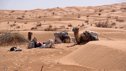 Saddled dromedary camels (Camelus dromedarius) in a camp for a camel trek in the Sahara Desert...