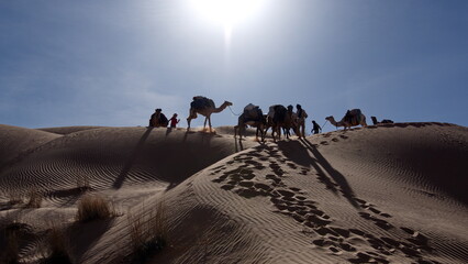 Dromedary camels (Camelus dromedarius) in silhouette on a sand dune, on a camel trek in the Sahara...
