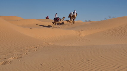 Dromedary camels (Camelus dromedarius) on the top of a dune on a camel trek in the Sahara Desert...