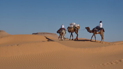 Dromedary camels (Camelus dromedarius) on the top of a dune on a camel trek in the Sahara Desert...