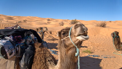 Close up of a dromedary camel (Camelus dromedarius) wearing a blue halter in the Sahara Desert outside of Douz, Tunisia - obrazy, fototapety, plakaty