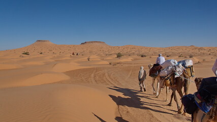 Dromedary camels (Camelus dromedarius) on a camel trek in the Sahara Desert outside of Douz, Tunisia