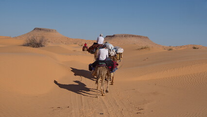 Dromedary camels (Camelus dromedarius) on a camel trek in the Sahara Desert outside of Douz, Tunisia