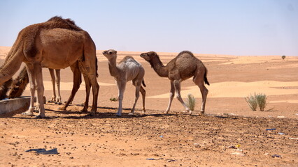 Dromedary camel (Camelus dromedarius) calves with their mother, drinking from a trough in the...