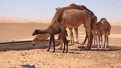 Dromedary camel (Camelus dromedarius) calves with their mother, drinking from a trough in the Sahara Desert outside of Douz, Tunisia - obrazy, fototapety, plakaty