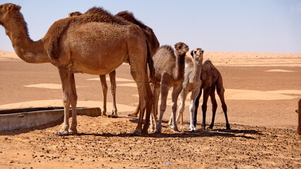 Dromedary camel (Camelus dromedarius) calves with their mother, drinking form a trough in the Sahara Desert outside of Douz, Tunisia - obrazy, fototapety, plakaty