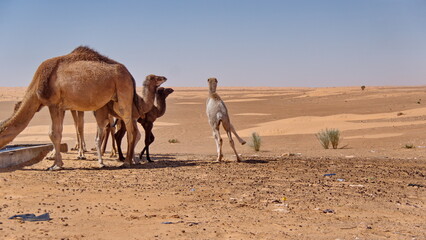 Dromedary camel (Camelus dromedarius) calves in the Sahara Desert outside of Douz, Tunisia - obrazy, fototapety, plakaty