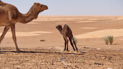 Dromedary camel (Camelus dromedarius) calf with its mother in the Sahara Desert outside of Douz,...