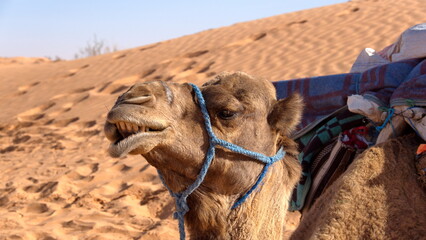 Close up of a dromedary camel (Camelus dromedarius) wearing a blue halter in the Sahara Desert...