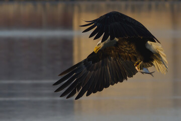 Bald Eagle with Fish