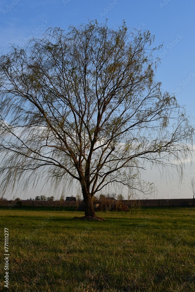 Canvas Prints Weeping Willow Tree