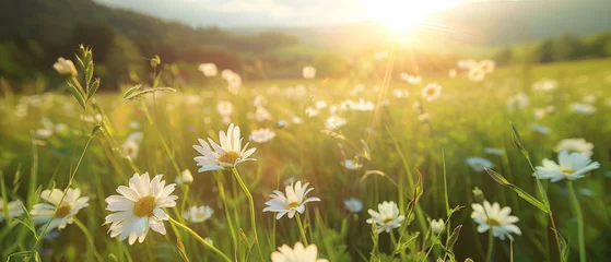 Fototapeten The sun sets casting a radiant flare over a vivid landscape of daisies and vibrant green fields © Daniel