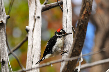 A hairy woodpecker (Leuconotopicus villosus) perched on a branch on the hike to Dream Lake, Rocky Mountain National Park, Estes Park, Colorado, USA.