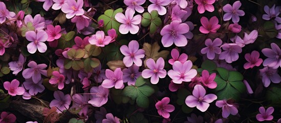 A bush with a variety of pink flowers, ranging from magenta to violet, is growing on the ground. The plant is a herbaceous terrestrial groundcover, displaying beautiful petals - obrazy, fototapety, plakaty