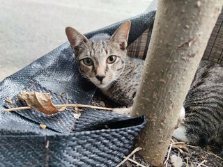 A Pretty Stray Gray Cat Relaxing on a Plant Pot in the Neighborhood