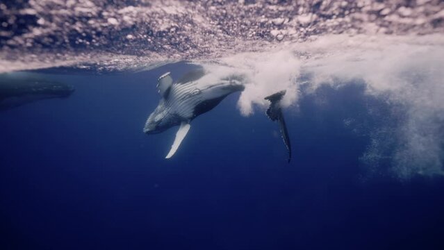 Amazing closeup humpback whale portrait underwater in Pacific Ocean. Baby calf comes at surface to take breath. Young whale dance wave flippers in Polynesia water. Tail hit wave. Mammal Marine nature