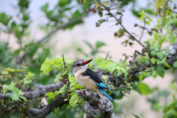 The brown-hooded kingfisher (Halcyon albiventris) is a species of bird in the subfamily Halcyoninae.  This photo was taken in South Africa. - obrazy, fototapety, plakaty