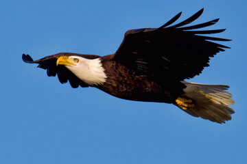 Bald Eagle in Sky
