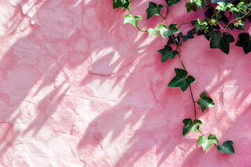 Natural and architectural concept with copy space. Ivy vine with green leaves on a textured pink wall with shadows. High quality photo