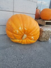 Big Pumpkin 