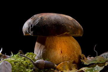 Black porcini or bronzino. Boletus aereus. Mushroom. champignon (bronze bolet, tête de nègre) ....