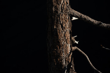 Pine Tree Bark Fades Into Shadows