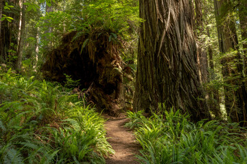 Roots Of Toppled Redwood Treed Rest Next To The Base Of Another Giant Redwood In Redwood