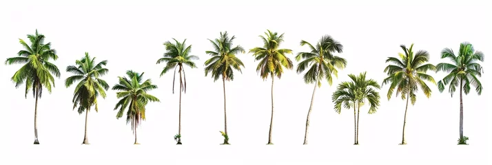 Fotobehang Tropical serenity  A collection of coconut palm trees, standing tall and isolated against a canvas of purity © Saran