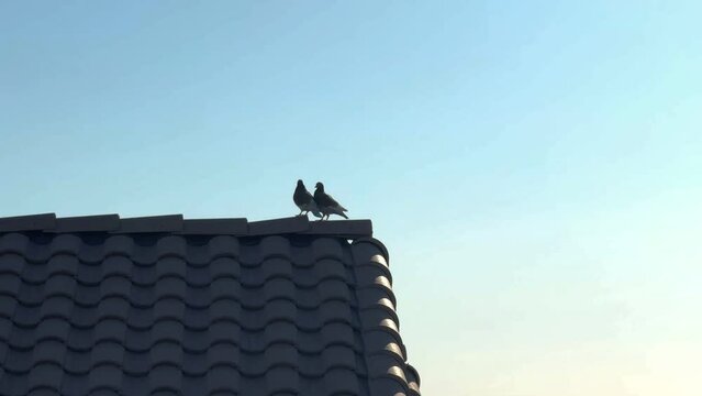 A Pair Pigeons , on A Roof Top 