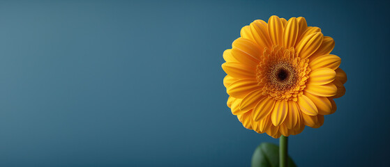 Single yellow flower isolated on a blue background, wide banner with copy space