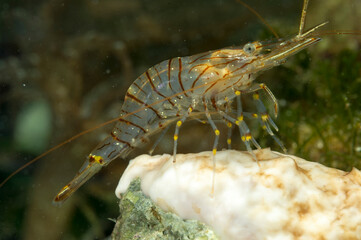 Common prawn (Palaemon serratus) scavenging in rockpool Alghero, Porto Conte, Capo Caccia,...