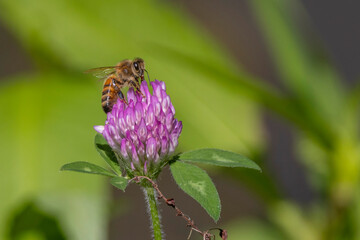 Honey Bee on Clover Flower - 771119867