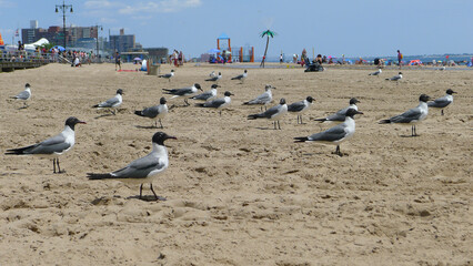 seagulls coney island