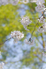 Cherry blossoms bloom at Dijiao Park in Wuhan, Hubei, China