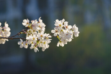Cherry blossoms bloom at Dijiao Park in Wuhan, Hubei, China