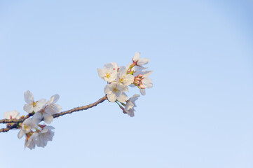 Obraz premium Cherry blossoms bloom at Dijiao Park in Wuhan, Hubei, China