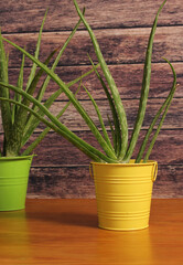 Fresh Aloe Vera Growing indoors in Containers