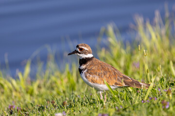 Spring means ariaval of breeding Killdeer to the  northeast - 771121295