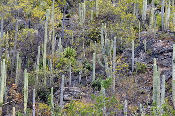 Cactuses growing on the side of a hill at Hierve el Agua in Oaxaca, Mexico