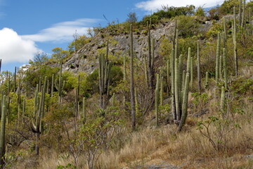 Cactuses growing on the side of a hill at Hierve el Agua in Oaxaca, Mexico - obrazy, fototapety, plakaty