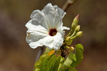 White wildflower at Hierve el Agua in Oaxaca, Mexico - obrazy, fototapety, plakaty