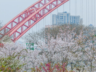 Cherry blossoms in Qingchuange Park in Wuhan, Hubei, China