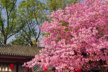 Cherry blossoms bloom in the East Lake Cherry garden in Wuhan, Hubei, China