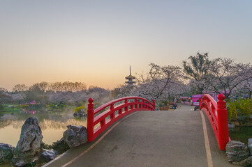 Naklejka premium Cherry blossoms bloom in the East Lake Cherry garden in Wuhan, Hubei, China