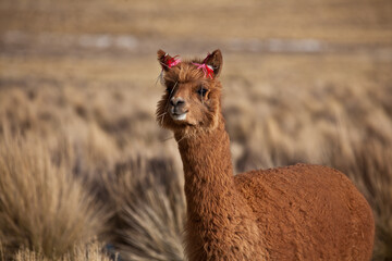 llama in the wild of Atacama Desert. , Andes altiplano, Chile