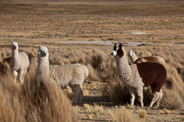 Fototapeta premium The native llama in the mountains of Peru The native llama in South America, the Peruvian desert 