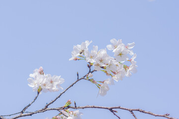 Cherry blossoms in Wuhan, Hubei province, China