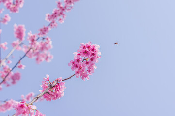 Cherry blossoms in Wuhan, Hubei province, China