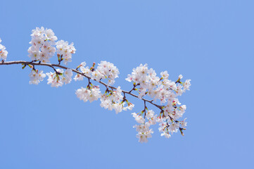 Cherry blossoms in Wuhan, Hubei province, China