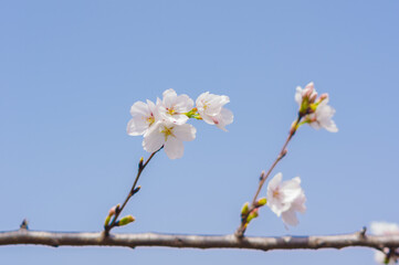 Cherry blossoms in Wuhan, Hubei province, China